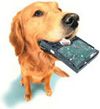 a dog with a circuit board in its mouth